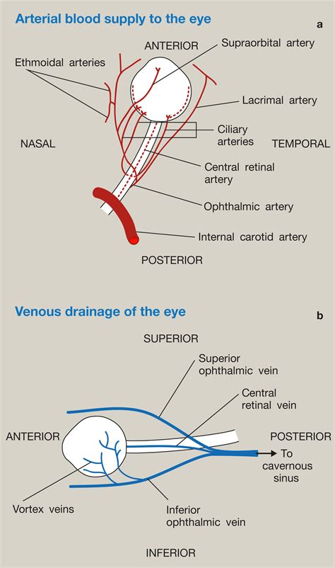 Ocular Anatomy And Physiology Relevant To Anaesthesia Anaesthesia