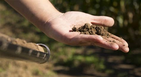 Saber Qu Hay En El Suelo La Clave Para Tomar Decisiones Agrovoz