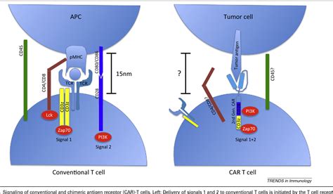 Figure 1 From Engineering Car T Cells Design Concepts Semantic Scholar