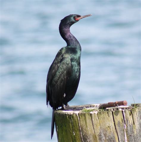 Pelagic Cormorant Young At Heart