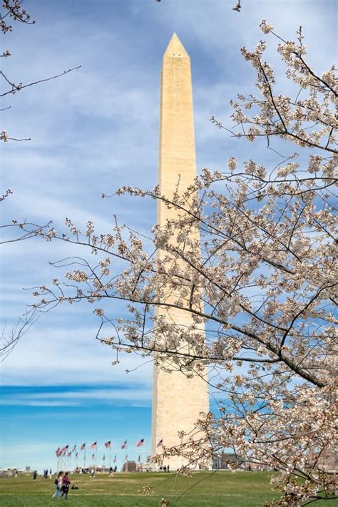 Japanese Cherry Blossoms In Washington Dc Washington Monument