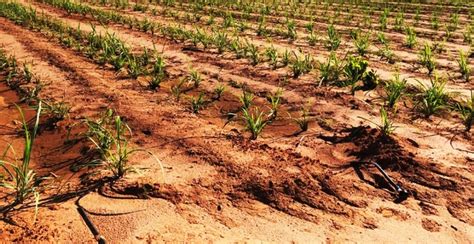 Irriga O Por Gotejamento Melhora Os N Veis De Sustentabilidade Da