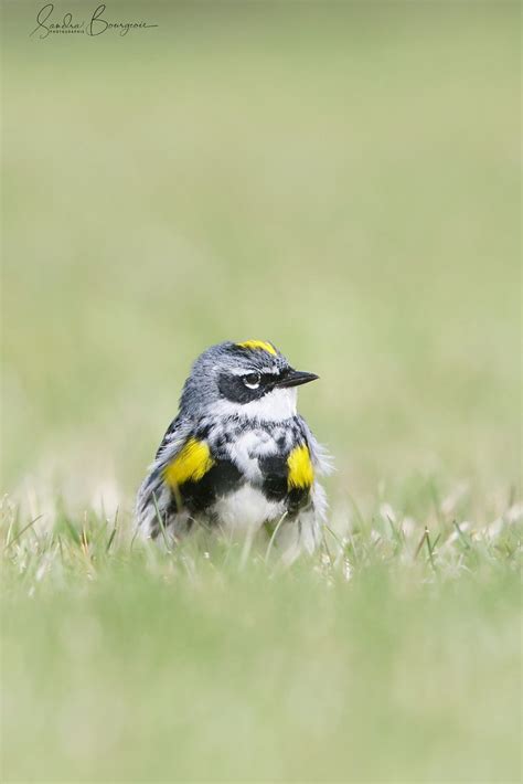 Paruline Croupion Jaune Yellow Rumped Warbler R Serve Flickr