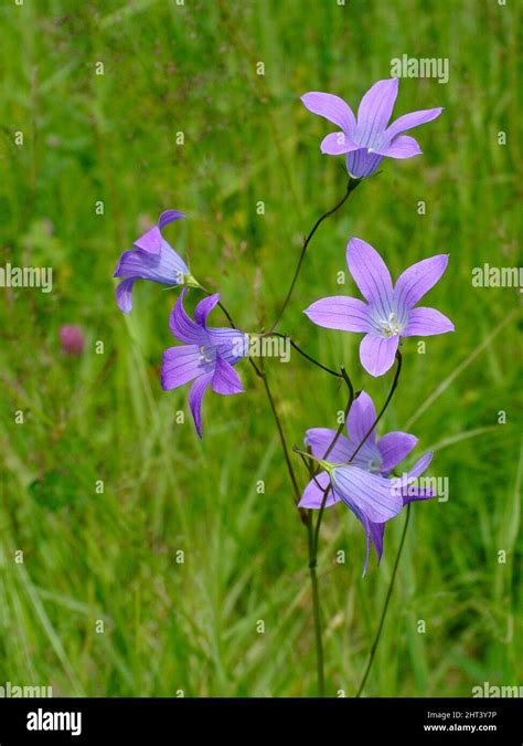 Patula Glocke Stockfotos Und Bilder Kaufen Alamy