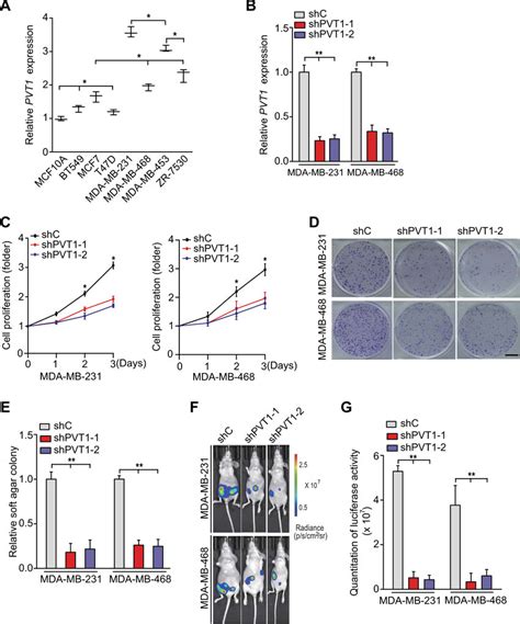 Knockdown Of Pvt1 Inhibits Tnbc Cell Proliferation And Tumorigenesis A Download Scientific