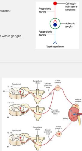 ANS Anatomy Flashcards Quizlet