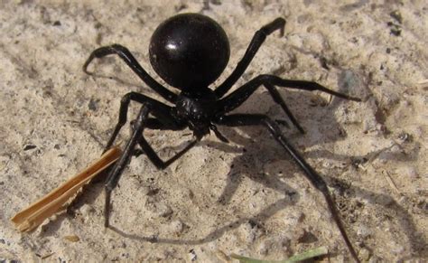 ecoxolo: Araña Capulina o Viuda Negra