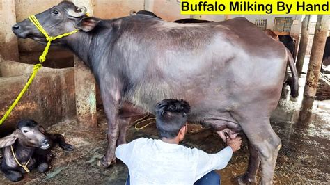 Buffalo Milking By Hand Murrah Buffalo How To Milk A Buffalo Hand