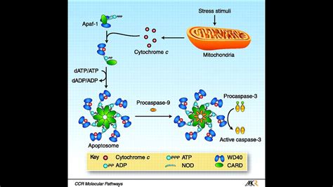 Apoptosis Pathway Intrinsic Pathway Part 2 Apaf1 Apoptosomes And