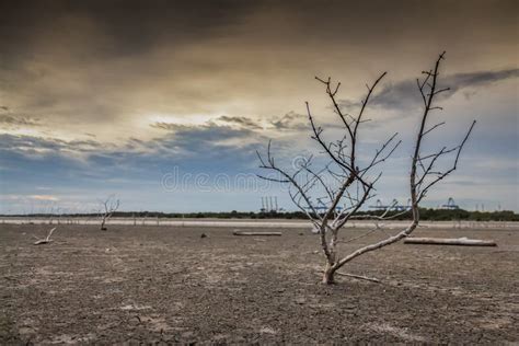 Haggard Tree On Dry Land Stock Photo Image Of Holy Journey 56451248