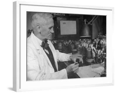 'Prof. Alexander Fleming Working in Laboratory' Photographic Print ...