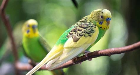 Parakeet Names – 350 Ideas For Naming Your Beautiful Bird