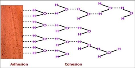 Adhesion - Definition and Examples - Biology Online Dictionary