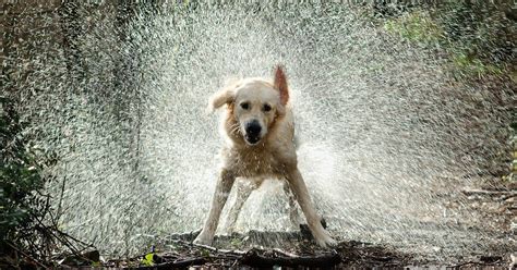 Far Uscire Un Cane Con La Pioggia Pro E Contro A Confronto