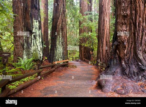 Ca01000 00california Trail Through Cathedral Grove In The Redwood