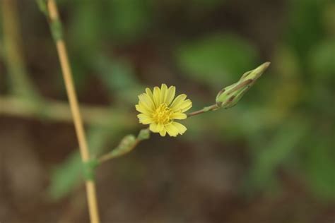 Ohio Weedguide Wild Lettuce Plant Identification Medicinal Plants