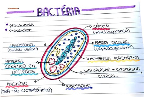 MAPA MENTAL SOBRE BACTÉRIAS Maps4Study