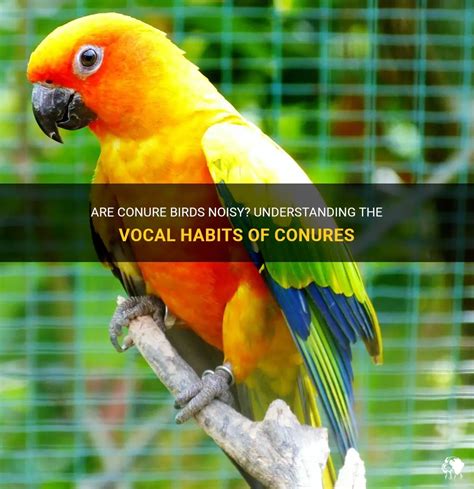 Are Conure Birds Noisy Understanding The Vocal Habits Of Conures PetShun