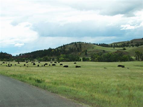 Bison herd in Custer State Park near Custer, South Dakota. ~~ 9/21/2009 Custer State Park ...