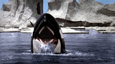 A Whale Of A Time Revisiting Orca The Killer Whale