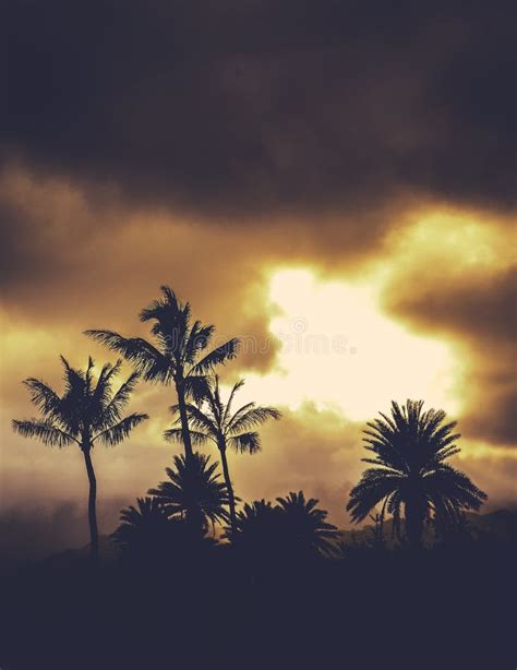 Retro Sunset Hawaii Palm Trees Stock Photo - Image of aged, relaxation: 41954768