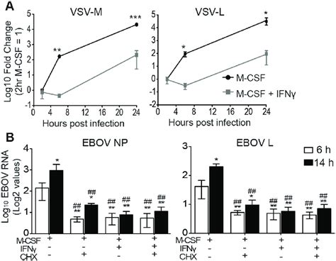 Ifnγ Blocks Ebov Gprvsv And Ebov Rna Synthesis A M Csf Cultured