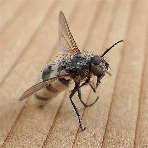 Muscidae Fungus Ridden Fly Pollenia Bugguide Net