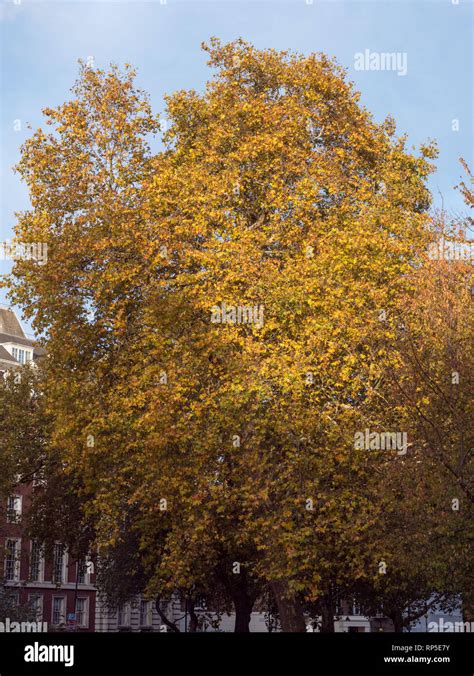 London Plane Tree Leaf High Resolution Stock Photography And Images Alamy