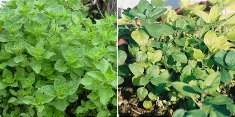 Growing Oregano, Planting, Care, and Harvesting | Gardening Tips