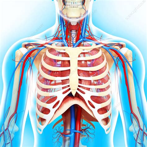 Chest Anatomy Artwork Stock Image F0060502 Science Photo Library