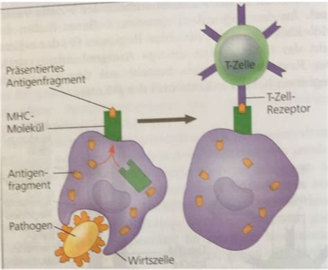 Immunologie Teil 1 Karteikarten Quizlet