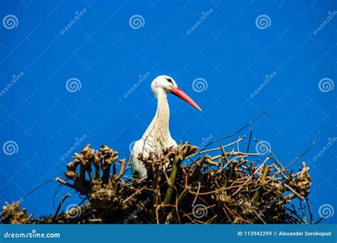 Beautiful White Storks In The Nest On Blue Sky Backgroung Springtime