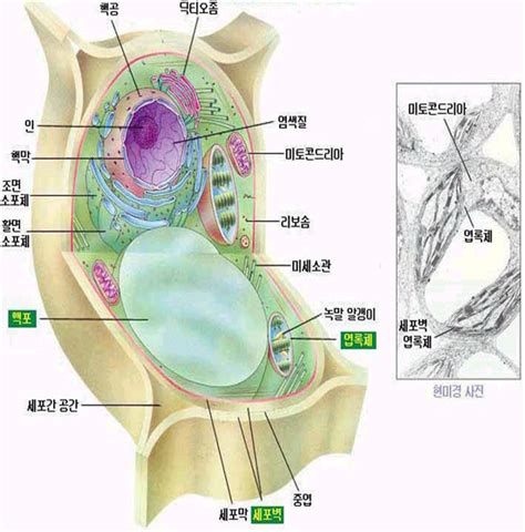 3 진핵세포의 구성성분