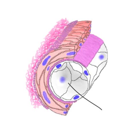 B Anatomie Physiologie Ii Karteikarten Quizlet