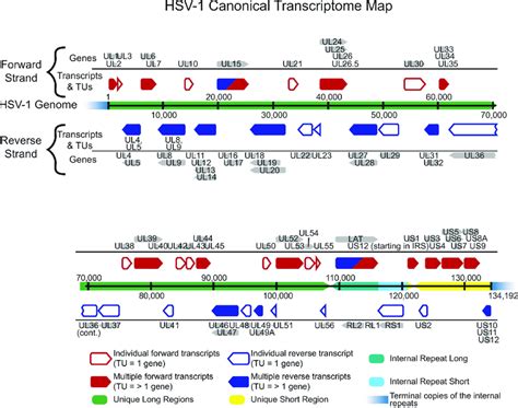 HSV-1 transcriptome map. The HSV-1 transcriptome includes both... | Download Scientific Diagram