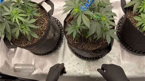 Autoflower Series 2 Pt 3 Second Feeding Lst And Preflower Youtube