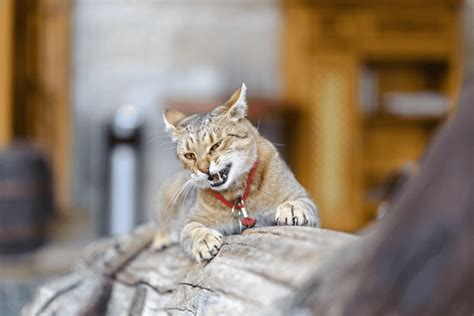 Nama Kucing Jantan Pilihan Terbaik Untuk Si Bulus Anda