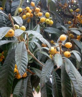 Loquat Season | Root Simple