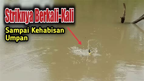 Edan Setiap Umpan Baru Jatuh Ke Air Umpan Langsung Di Sambar Ikan