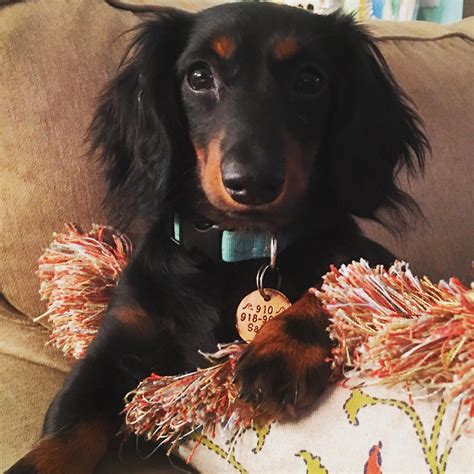 Sailor Magnolia My Black And Tan Long Haired Dachshund ️ Dachshund Puppies Long Haired