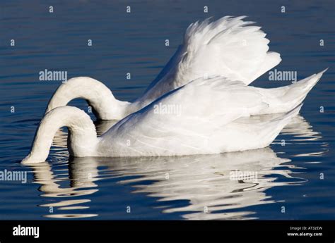 Two Mute Swans Cygnus Olor With Heads Under Water Stock Photo Alamy