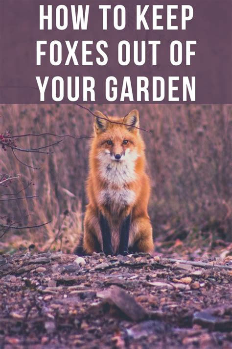 How To Stop Foxes From Coming Into Your Garden Artofit