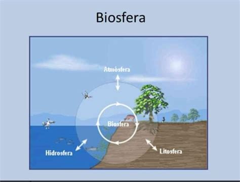 Las Tres Partes De La Biosfera Brainlylat