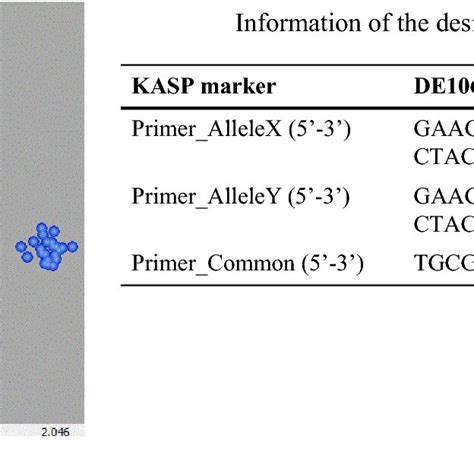 Genotyping Plot Of Kasp Assays For The Kasp Marker De On Wheat