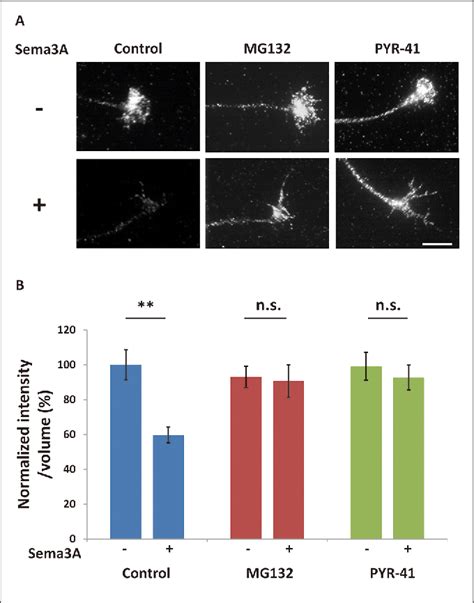 Figure 3 From Semaphorin 3A Promotes Degradation Of Fragile X Mental