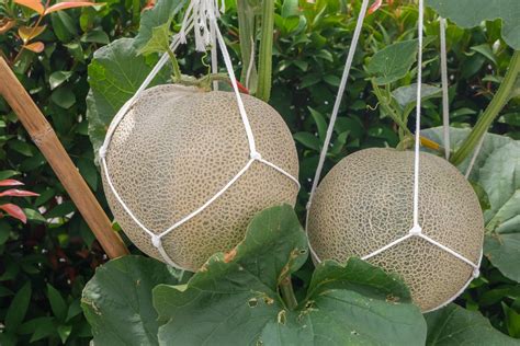 How to Start Growing Cantaloupe Vertically at Home - Food Gardening Network