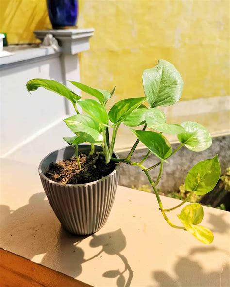 5 Reasons Behind Pothos Leaves Turning Yellow - Plants Craze