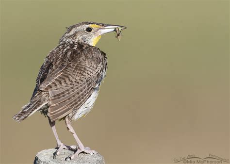 Western Meadowlark With A Grasshopper Mia Mcphersons On The Wing