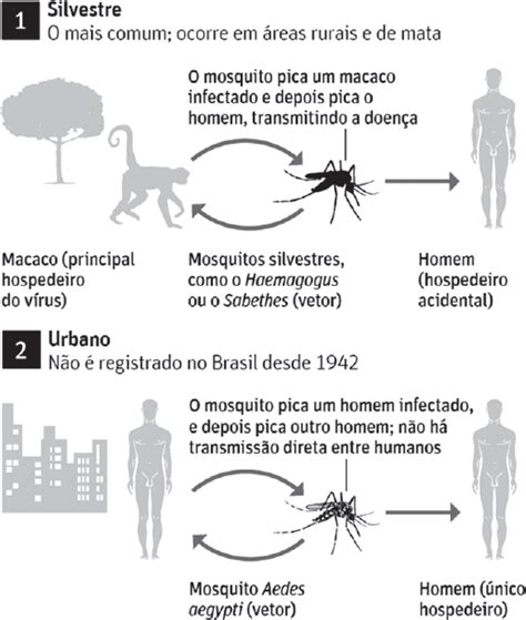 UNEB 2017 2 A Febre Amarela Que Vive Seu Maior Surto No Brasil Desde