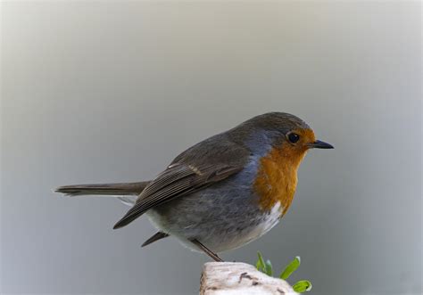 Robin Pássaro Animal Foto Gratuita No Pixabay Pixabay